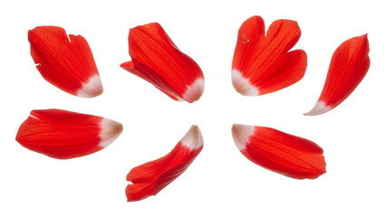 Fototapeta premium Vibrant red flower petals arranged in a circular pattern on a white background