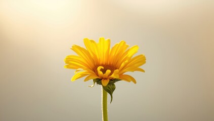 Detailed view of a yellow daisy with green foliage serving as a floral backdrop for design projects