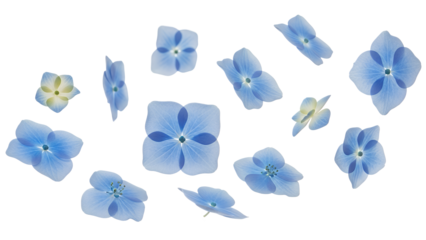 A serene arrangement of blue flowers on a white background, viewed from directly above, showcasing delicate petals and soft colors.