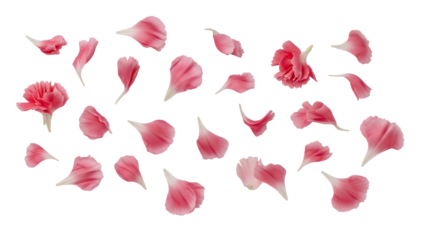 Scattered pink flower petals arranged in a decorative pattern on a white background