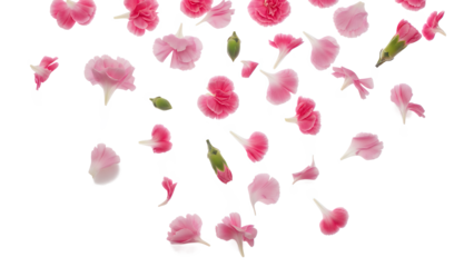 Scattered pink flower petals floating in the air against a white background