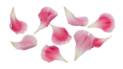 Delicate pink iris petals scattered against a clean white background viewed from directly above