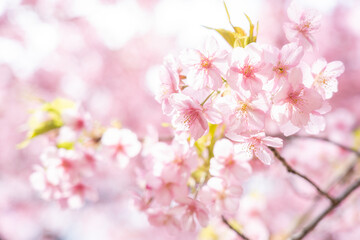 満開の河津桜	