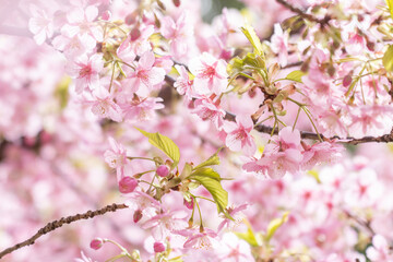 河津桜の花と蕾	
