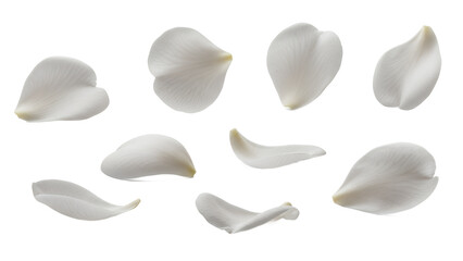 A collection of white camellia petals arranged on a white background