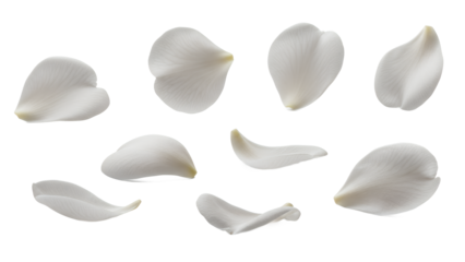 A collection of white camellia petals arranged on a white background