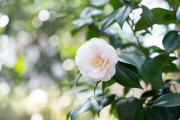 Fototapeta premium 淡いピンクの椿の花