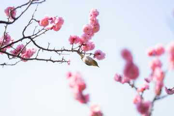梅の花の蜜を吸いにやってきたメジロ	