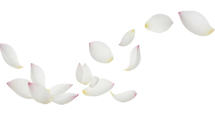 White lotus flower petals floating in the air against a clean white background from a high viewpoint