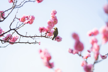 梅の花の蜜を吸いにやってきたメジロ	