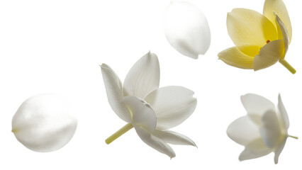 A serene visual of jasmine flowers floating gently in the air