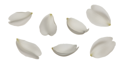 White flower petals arranged in a circular pattern on a plain white background