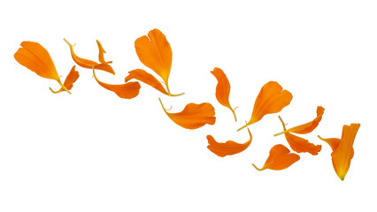 Vibrant orange ginkgo leaves scattered on a white background