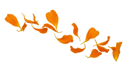 Vibrant orange ginkgo leaves scattered on a white background