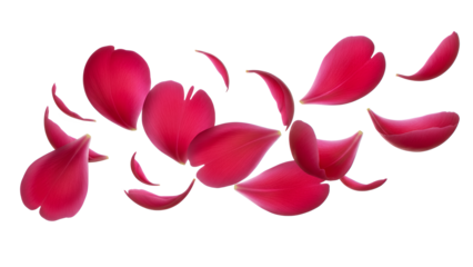Scattered rose petals against a white background from a top-down viewpoint