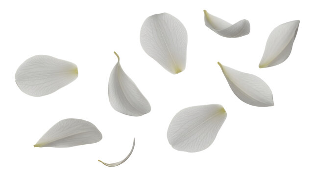 White flower petals floating in the air, scattered around, isolated on a white background, viewed from directly above