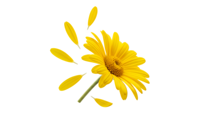 A bright yellow daisy flower isolated on a white background
