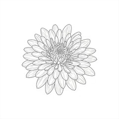 Obraz premium white chrysanthemum flower