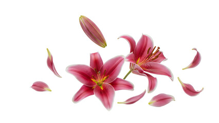 Vibrant pink lily flowers and petals floating in mid-air against a white background from a front viewpoint