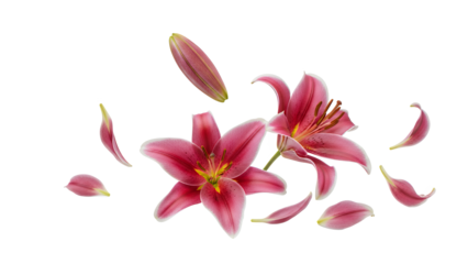 Vibrant pink lily flowers and petals floating in mid-air against a white background from a front viewpoint