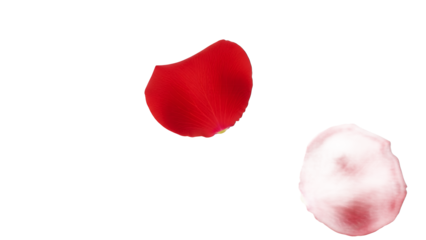 A close-up view of red and pink flower petals against a white background
