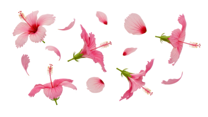 Vibrant pink hibiscus flowers and petals floating in mid-air against a white background