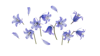 A close-up view of blue snowdrop flowers scattered on a white background, showcasing their delicate petals and stems in a serene environment.