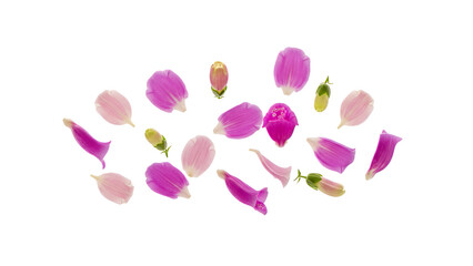 Scattered foxglove flowers and petals on a white background viewed from above