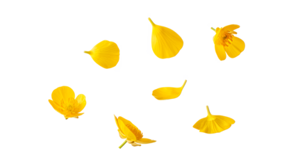 Floating flower petals gently drifting on a white background in a serene aerial view