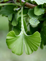 Close-up of a ginkgo leaf with water droplets on it. The leaf is a vibrant green color and is the primary focus of the image.
