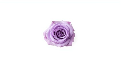 Single purple rose against a white backdrop suitable for botanical illustrations or floral layouts