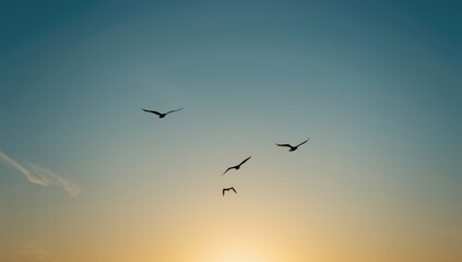 Group of birds soaring against a bright blue sky, suitable for editorial header backgrounds, Earth Day