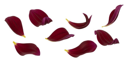 A collection of dahlia petals floating in the air against a white background