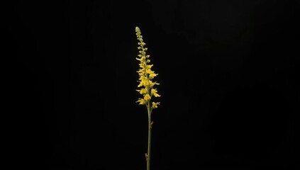 Willow Salix caprea catkin in early bloom, illustrating plant reproductive structures