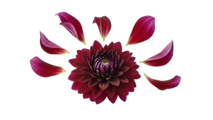 A close-up view of a dahlia flower with petals unfolding, showcasing its intricate details against a white background