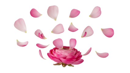 A delicate pink flower surrounded by scattered petals in a serene and elegant atmosphere