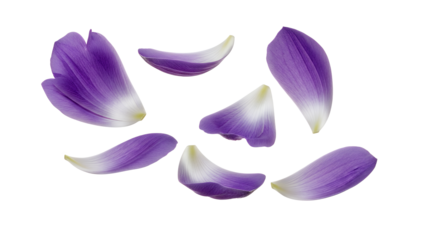 A collection of delicate flower petals arranged in a circular pattern on a white background