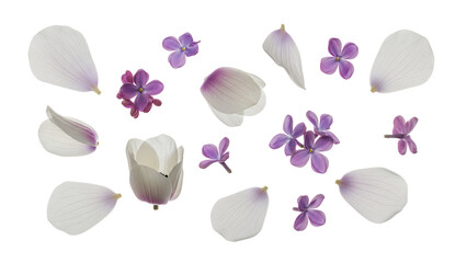 A serene arrangement of white flower petals and purple flowers on a clean background