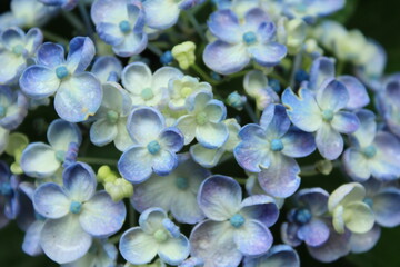 blue hydrangea flower