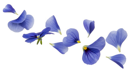 A collection of pansy flowers floating in the air against a white background from a close-up viewpoint
