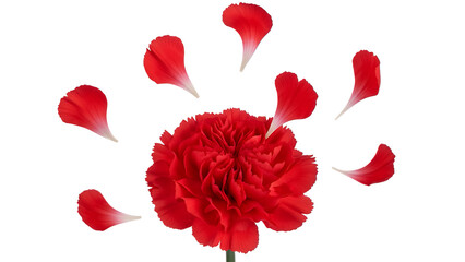 A vibrant red carnation shedding its petals on a white background