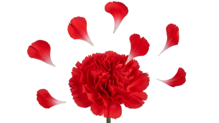 A vibrant red carnation shedding its petals on a white background