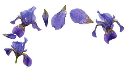 Close-up view of a dissected blue iris flower showcasing its delicate petals and stamens against a white background
