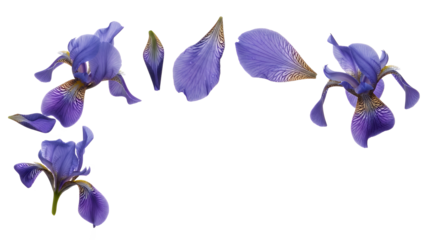 Close-up view of a dissected blue iris flower showcasing its delicate petals and stamens against a white background