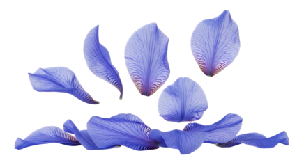 A serene lavender flower petals arrangement against a clean white background viewed from directly above.