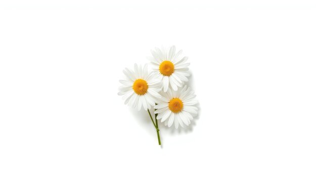 Chamomile flowers arranged for herbal remedy preparation, natural plant material