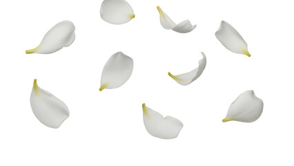 White flower petals floating in the air against a plain white background