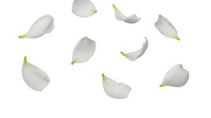 White flower petals floating in the air against a plain white background