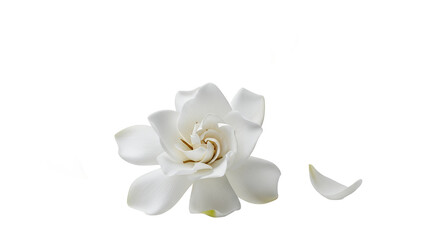 A serene white flower with delicate petals on a clean white background from a close-up viewpoint