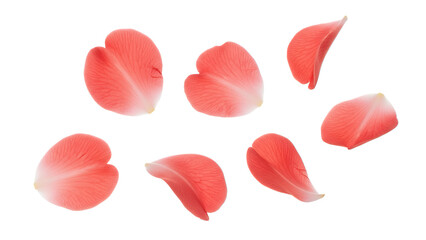 Scattered camellia flower petals in a soft, serene arrangement against a clean white background